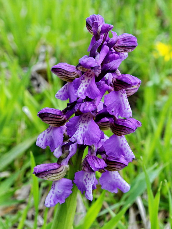 Orchidee del Casentino 2009